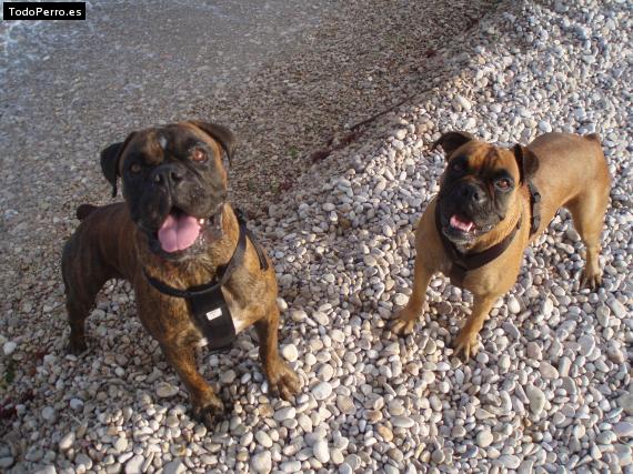 Foto del perro Tara y floyd