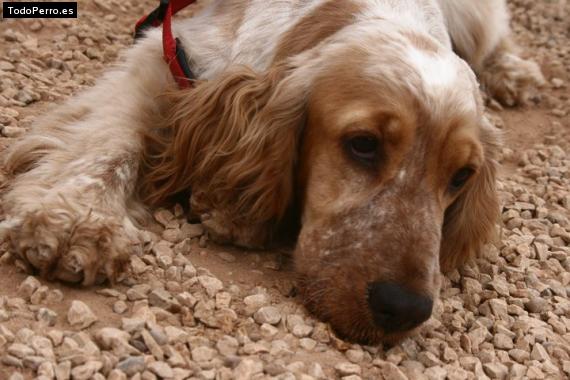 Foto del perro Norah