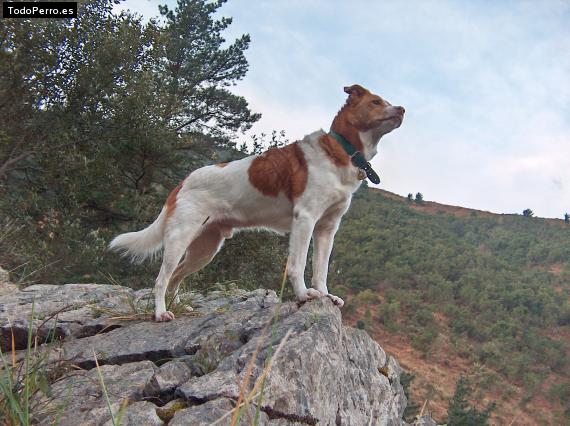 Foto del perro Douro