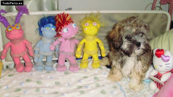 Foto del perro Coka