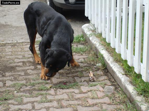 Foto del perro Black