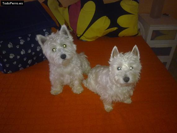 Foto del perro Teo y lola