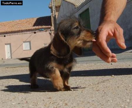 Foto del perro Sisa