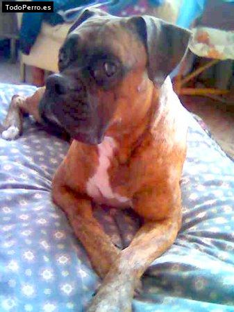 Foto del perro Tupac