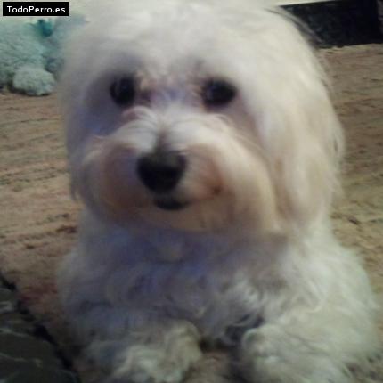 Foto del perro Chico