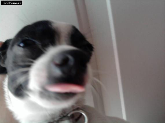 Foto del perro Cerbero