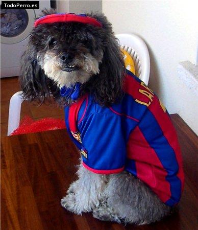 Foto del perro Trasto