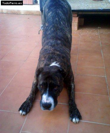 Foto del perro Ira