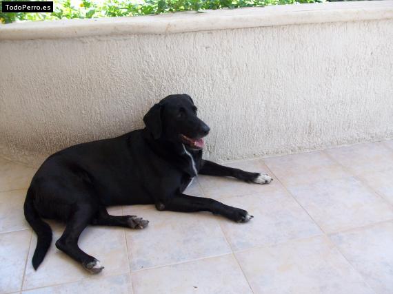 Foto del perro Chuchuka