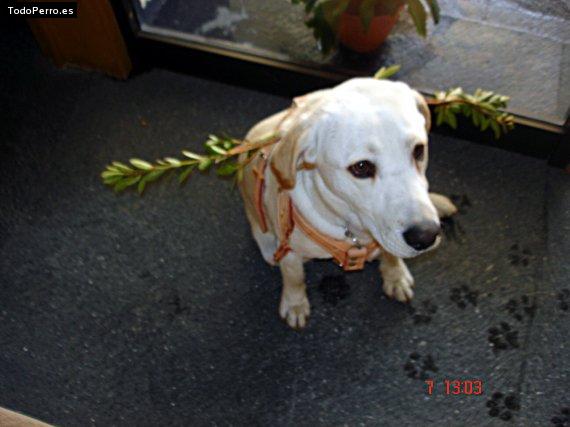 Foto del perro Totti