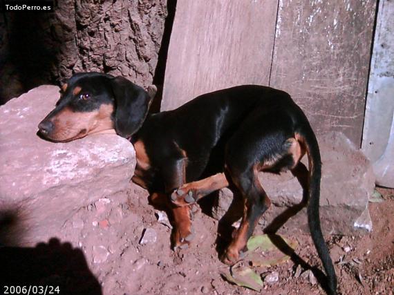 Foto del perro Pechocha