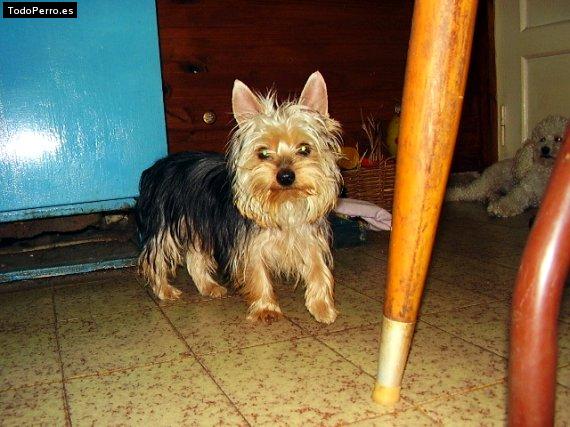 Foto del perro Schumy