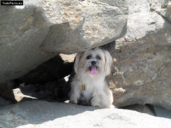 Foto del perro Coda