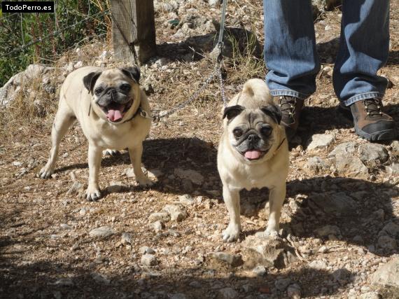 Foto del perro Peggy y maggy