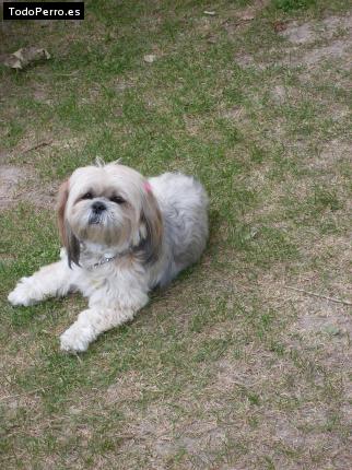 Foto del perro Nube