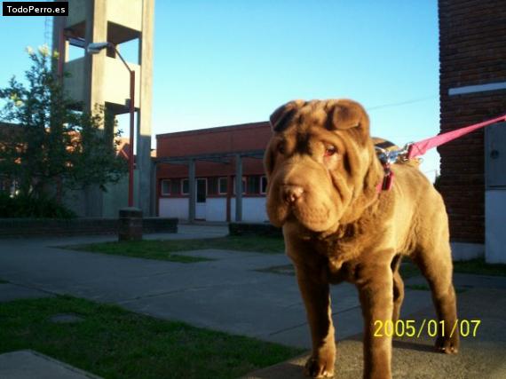 Foto del perro Zahiara