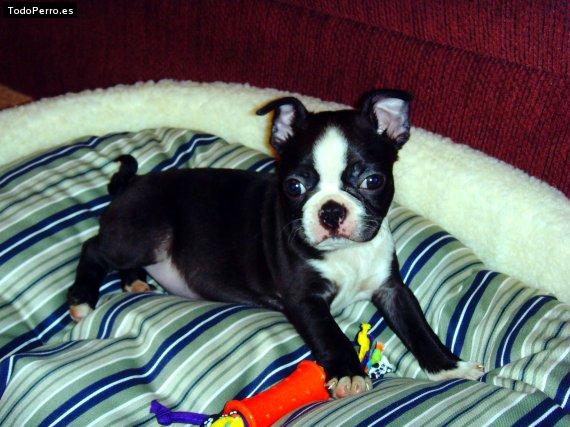 Foto del perro Thunder