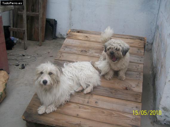 Foto del perro Tomy y teo