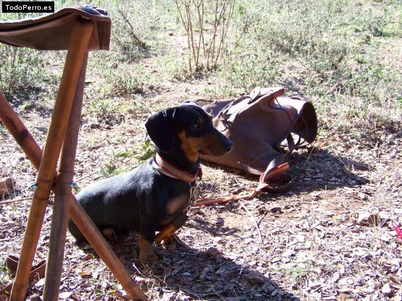 Foto del perro Espartaco