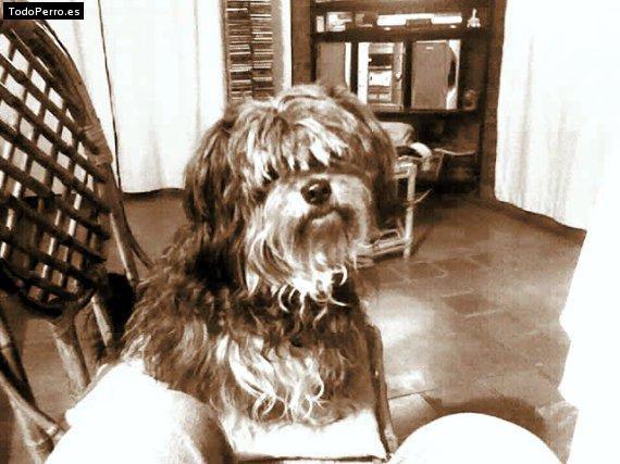 Foto del perro Sofia luna