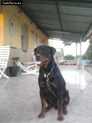 Foto del perro Bruce haus gorans