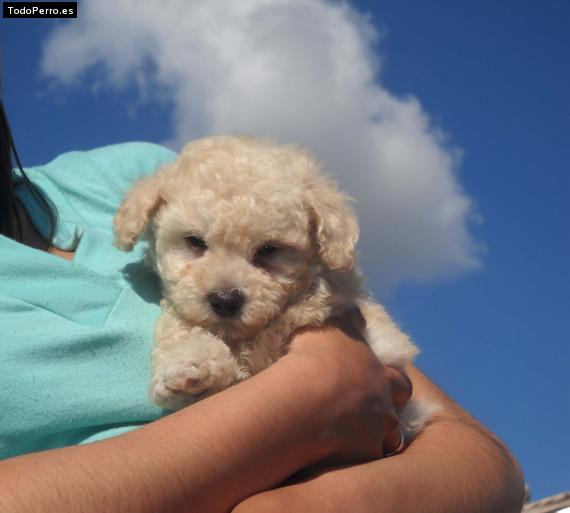 Foto del perro Bladimir