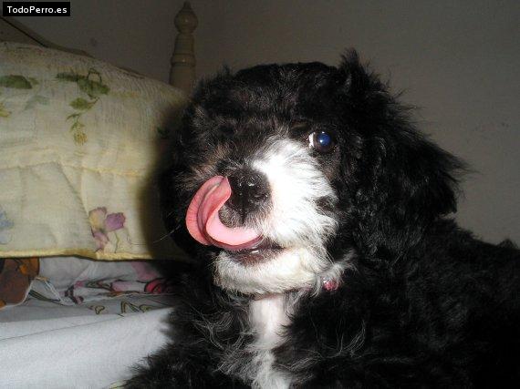 Foto del perro Barbie