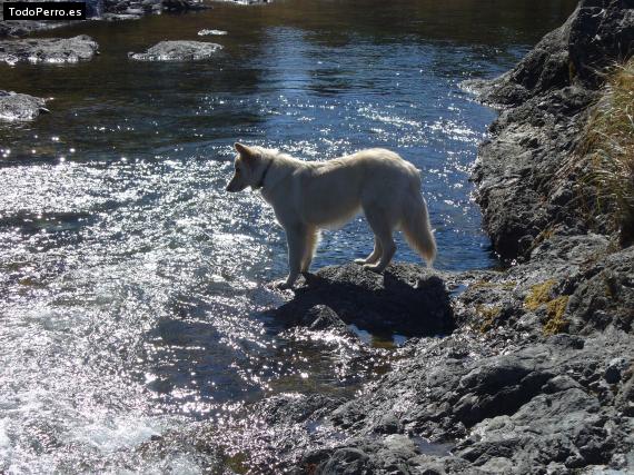 Foto del perro Lara