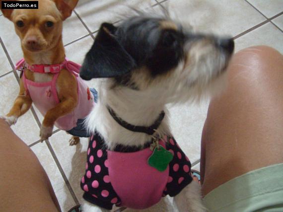 Foto del perro Blanky y chloe