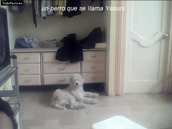 Foto del perro Yasuni