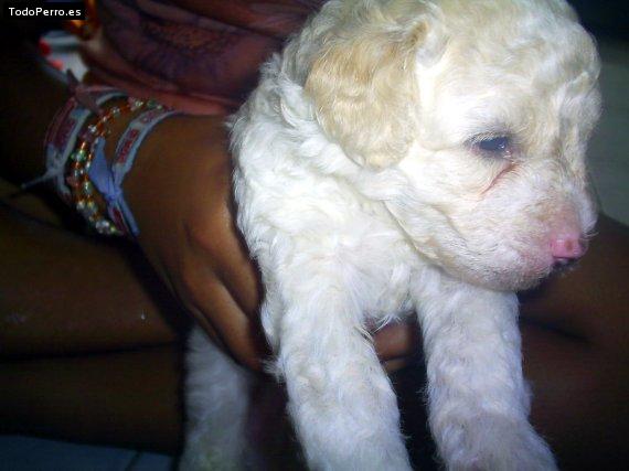 Foto del perro Bogart