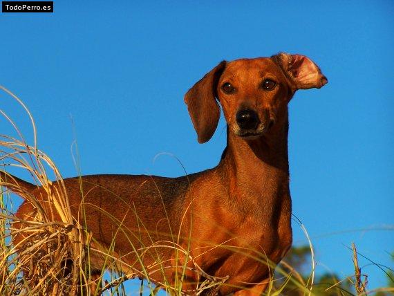 Foto del perro Luna