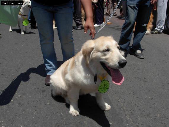 Foto del perro Apolo