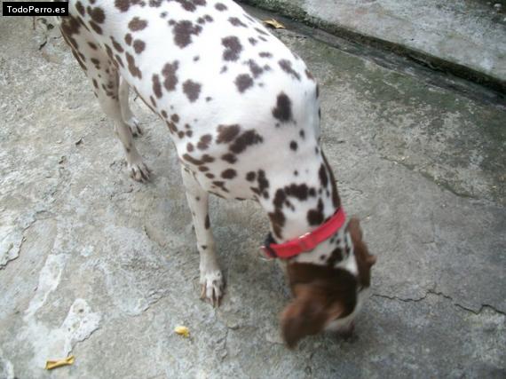 Foto del perro Manchita