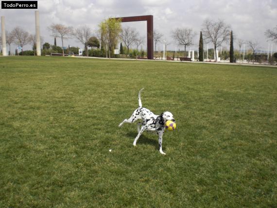 Foto del perro Chulis