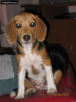 Foto del perro Mafalda