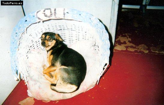 Foto del perro Coli