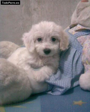 Foto del perro Cielo