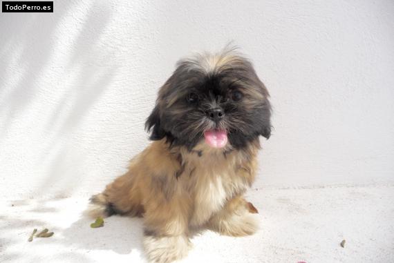 Foto del perro Enoc