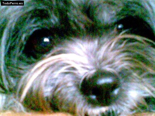 La foto del perro Cleopatra Foto del perro Cleopatra