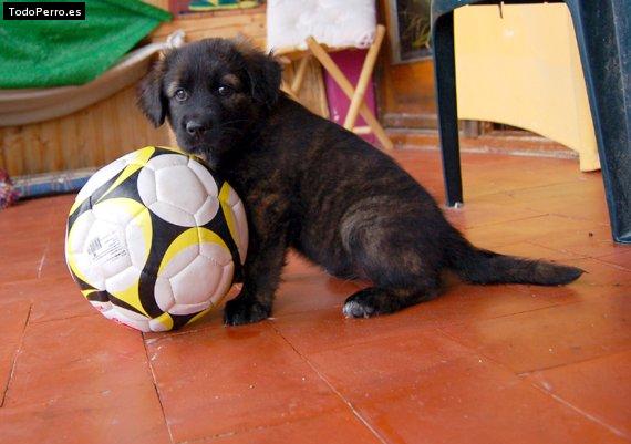 Foto del perro Kira