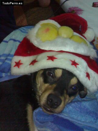 Foto del perro Rony
