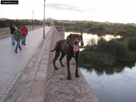 Foto del perro Choco