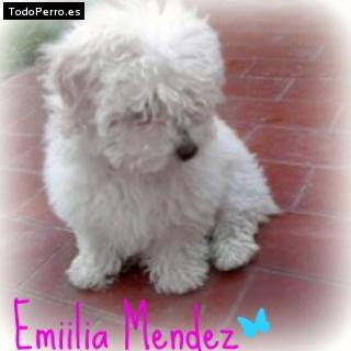 Foto del perro Emiliaa