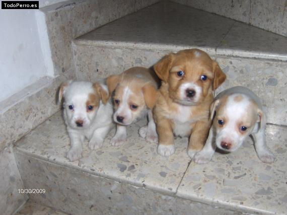 Foto del perro Pecas, hani y bodi