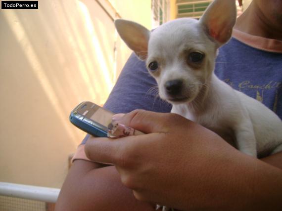 Foto del perro Kampaniita