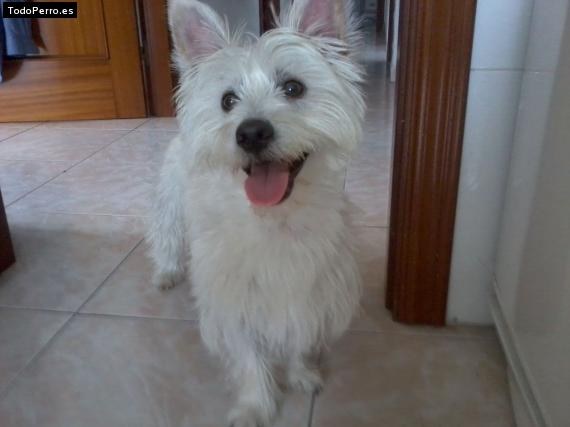 Foto del perro Casper