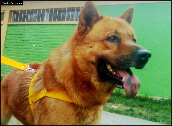 Foto del perro Shaggy