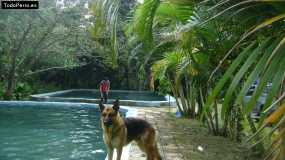 Foto del perro Lobo