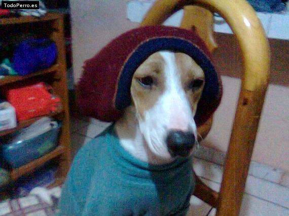 Foto del perro Snoopy